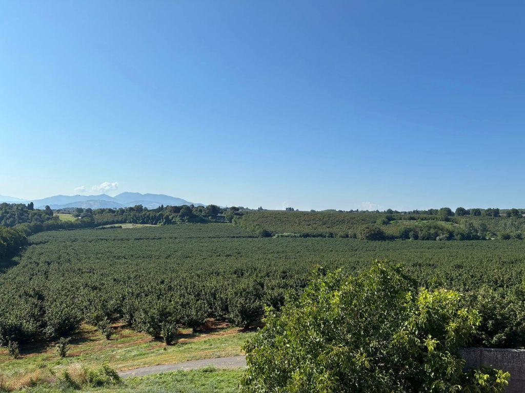 Hazelnuts orchard - Fontana Chiusa