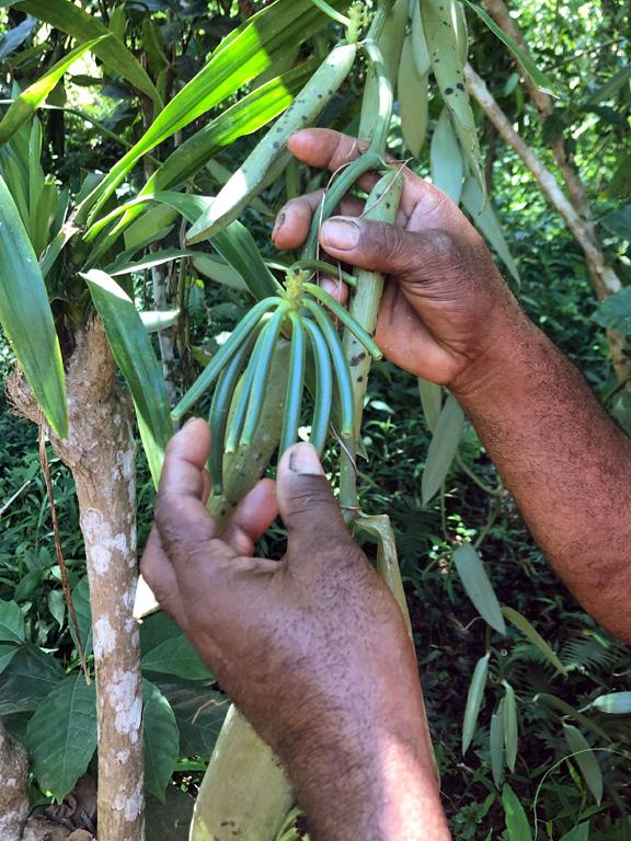 Our Bourbon vanilla from Madagascar 